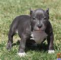 American Pit Bull